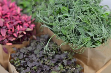 Kese kağıdında bir sürü farklı bitki var.