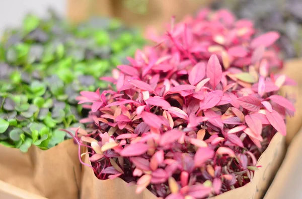 Bir kutuda bir sürü farklı bitki var.