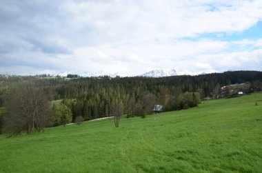 Yeşil çayır ve ağaçların manzarası