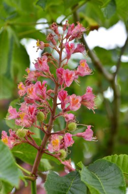 Yaklaş, Ağaç Aesculus pavyası