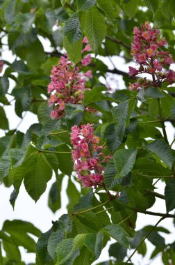 Yaklaş, Ağaç Aesculus pavyası