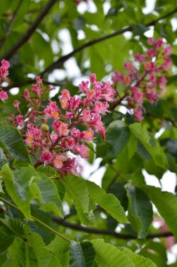 Yaklaş, Ağaç Aesculus pavyası