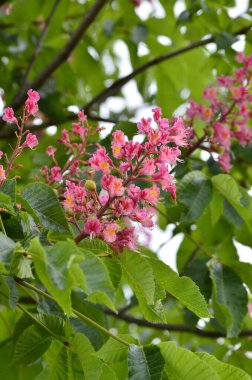 Yaklaş, Ağaç Aesculus pavyası