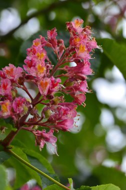 Yaklaş, Ağaç Aesculus pavyası