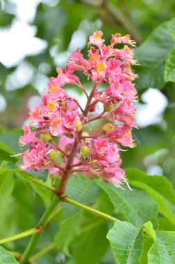 Japon akçaağacının kırmızı yaprakları (Acer japonicum) parkta bulanık bir zemin üzerinde sabah çiğ damlalarıyla