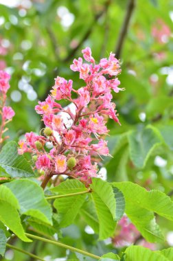 Japon akçaağacının kırmızı yaprakları (Acer japonicum) parkta bulanık bir zemin üzerinde sabah çiğ damlalarıyla