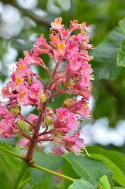 Japon akçaağacının kırmızı yaprakları (Acer japonicum) parkta bulanık bir zemin üzerinde sabah çiğ damlalarıyla