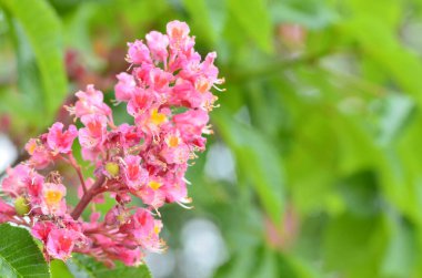 Japon akçaağacının kırmızı yaprakları (Acer japonicum) parkta bulanık bir zemin üzerinde sabah çiğ damlalarıyla