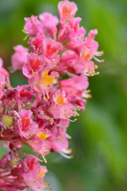 Japon akçaağacının kırmızı yaprakları (Acer japonicum) parkta bulanık bir zemin üzerinde sabah çiğ damlalarıyla