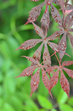 Sonbahar yaprakları, sonbahar bitkileri