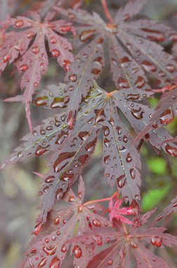 Güzel botanik fotoğrafı, doğal duvar kağıdı.
