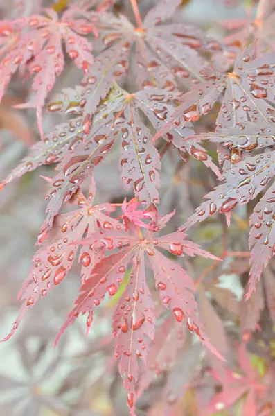 stock image Red leaves of Japanese maple (Acer japonicum) on a blurry background in the park with drops of morning dew