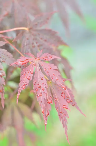 Red leaves of Japanese maple (Acer japonicum) on a blurry background in the park with drops of morning dew