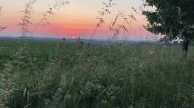 Akşamları gün batımı tarlanın üzerinde