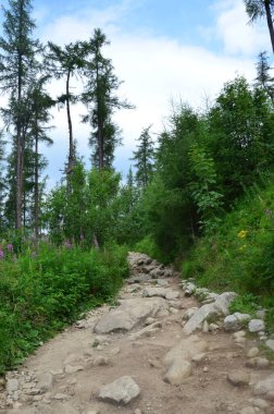 Tatras, Slovakya 'daki dağ manzarası. Yaz zamanı..