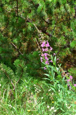 Ormanda güzel çiçekler