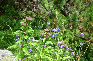 Bahçedeki güzel çiçekler