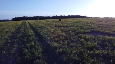 Yazın güneşli bir günde yeşil çimenler.