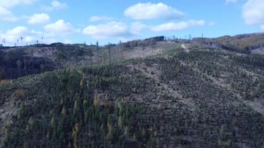 Orman ve ağaçların havadan görünüşü.