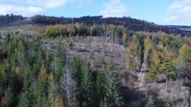 Dağlarda güzel bir sonbahar ormanı