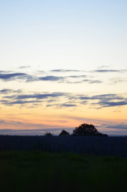 Ormanın üzerinde güzel bir gün batımı