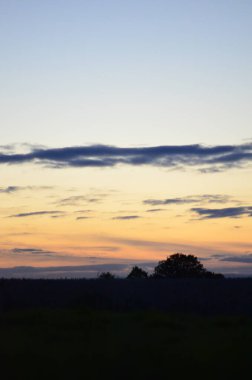 Güzel bir gün batımı Ağaç siluetiyle