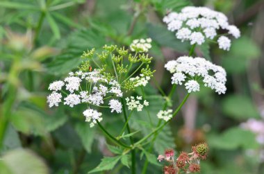 Bahçedeki güzel beyaz çiçekler