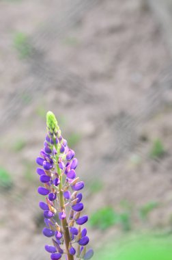 Bahçedeki güzel mor çiçekler