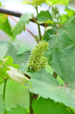 Bir demet yeşil üzümü kapat.