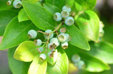 Ağaçtaki yeşil yaprakların kapatılması