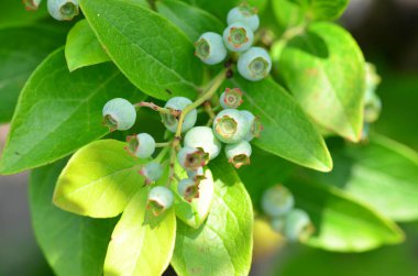 Beyaz ve siyah böğürtlenli bir ağaca yaklaş.