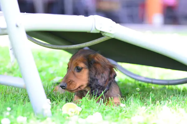 Parktaki köpek