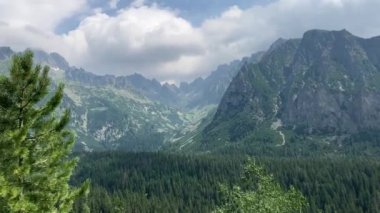 Ormanda yürüyüş yapan genç bir adam. Slovakya, Popradsk yalvarması, yüksek tatralar