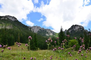 Yeşil çimenli ve mavi gökyüzü olan dağ manzarası