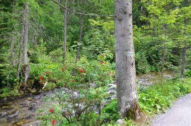 Alplerdeki güzel dağ manzarası