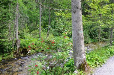 Yazın ağaçları olan güzel bir dağ nehri..