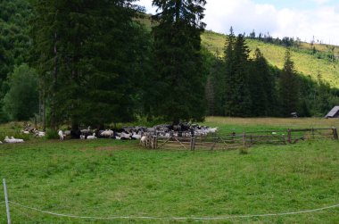 Dağlarda bir koyun sürüsü