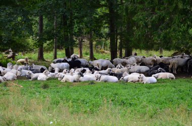 Ormanda koyun ve keçi