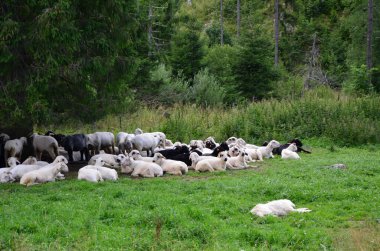 Pireneler dağlarındaki koyunlar