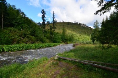 Bulutlu bir yaz gününün arka planında ormanı olan dağ deresi