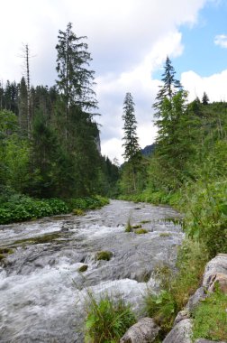 a vertical shot of the river in the mountains