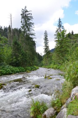 Karpat dağlarındaki dağ nehri, Ukrayna. 