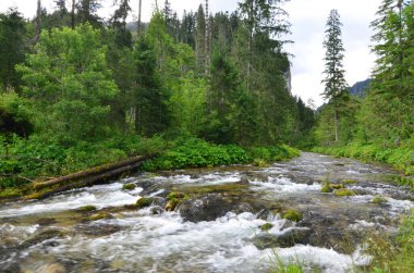 Koscielski deresi, Koscieliska Vadisi, Tatry Ulusal Parkı, Polonya
