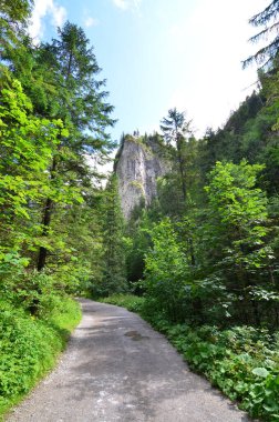 Ormandaki dağ yolunun güzel bir görüntüsü.