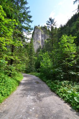Slovenia, Avrupa 'da yaz ormanlarında yeşil ağaçlarla kaplı bir yol