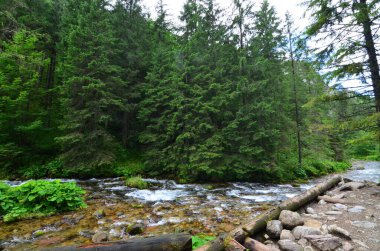 Ormanın güzel manzarası