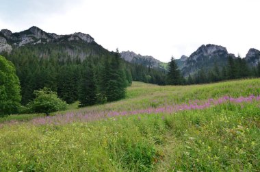 Dağları ve mavi gökyüzü olan güzel bir manzara, Lythrum salicaria 'Robinia'