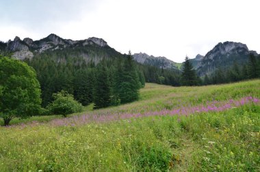 Dağlarda bir dağ olan güzel bir manzara, Lythrum salicaria 'Robinia'