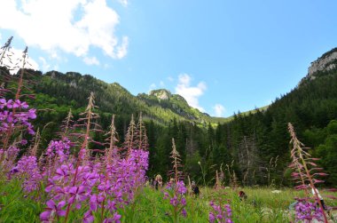 Karpatların güzel çiçekleri, Lythrum salicaria 'Robinia'