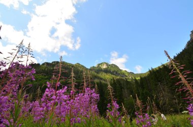 Güzel manzaralı bir dağ manzarası.